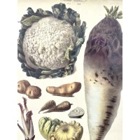 Grafika botaniczna - ikonografia warzyw ,,Les Plantes potageres" karta 9 z kolekcji Villmorin, Francja II pol. XIX w.